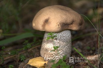 Россиян предупредили о серьезных штрафах за сбор редких видов грибов