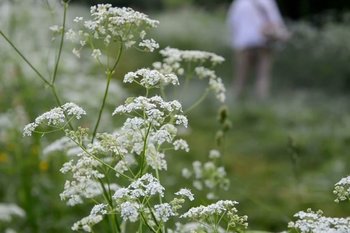 В Татарстане уничтожили заросли наркосодержащих растений