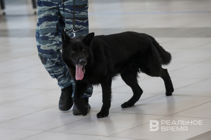 Госдума поддержала использование наркотиков для дрессировки собак-ищеек