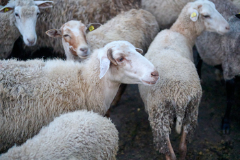 На Курбан-байрам в 2025 году в Татарстане было принесено в жертву 11,7 тыс. животных