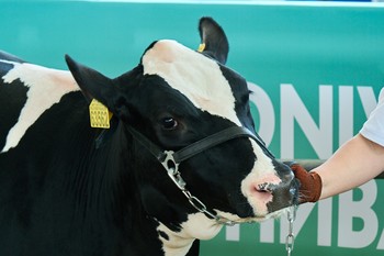 В Мамадышском районе Татарстана ввели карантин по бешенству