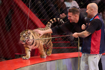 Карина Багдасарова: «Мы не раскрываем секрета, что они большие страшные кошки»