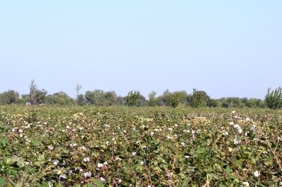 Больше половины земель Татарстана являются аграрной территорией