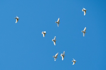 Российская компания создала «биодронов» — голубей с управляемыми полетами