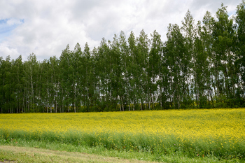 В Татарстане двое предстанут перед судом за незаконную вырубку почти 200 деревьев
