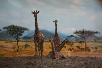 pic