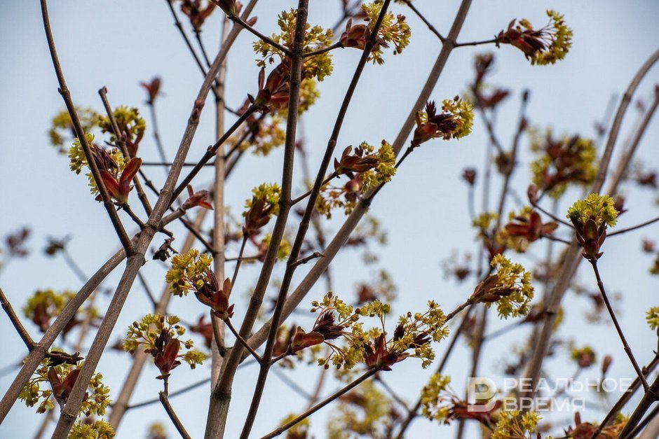 Сегодня в Татарстане ожидается до +8 градусов