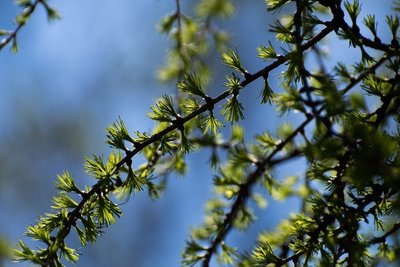 На западе Татарстана потеплеет до +13 градусов