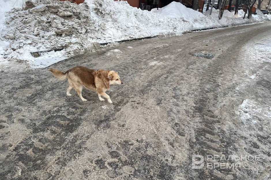 В Татарстане планируют усыплять бездомных собак, если не найдется хозяин