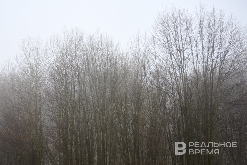 Двое жителей Татарстана получили условные сроки за вырубку леса