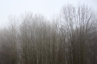 Двое жителей Татарстана получили условные сроки за вырубку леса