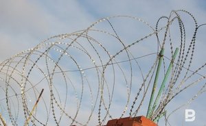 В УФСИН Татарстана опровергли информацию о «кошачьем геноциде» на территории колонии