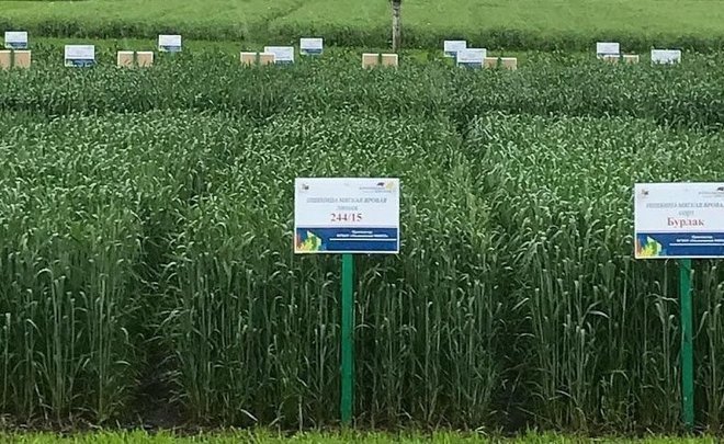 В Татарстане собрали третий миллион тонн зерна