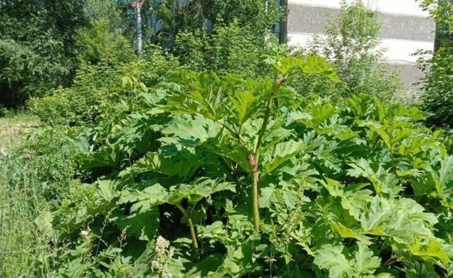 Прокуратура потребовала от властей усилить борьбу с борщевиком в центре Казани