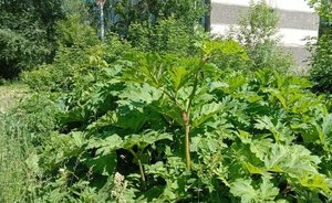 Прокуратура потребовала от властей усилить борьбу с борщевиком в центре Казани