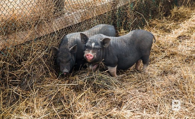 Радиоактивные кабаны обнаружены в Центральной Европе