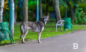 Совфед России одобрил закон о штрафах за выброшенных питомцев и укусы животных