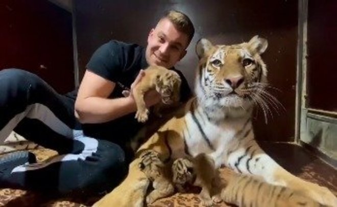 В казанском цирке тигрица родила четырех тигрят