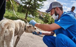 В сельском поселении Рыбно-Слободского района РТ ввели карантин из-за бешенства животных