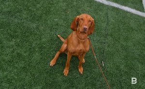 Площадку для выгула собак в казанском Горкинско-Ометьевском лесу закрыли на карантин