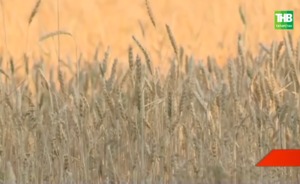 В Чистопольском районе Татарстана планируют расширить площадь поливаемых земель