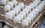 Цены на куриные яйца в России в ноябре выросли на 15%
