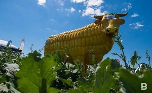 Татарстан вошел в топ-5 регионов по эффективности работы агропромышленного комплекса