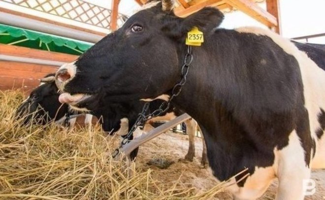 В Татарстане выручка животноводов достигла 42 млрд рублей