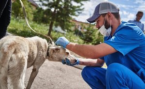 Главное о коронавирусе на 10 сентября: смертность в России снизилась на 95%, COVID-19 может перейти на животных