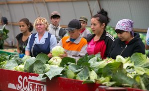 В Татарстане снижаются цены на продукты из «борщевого набора»