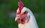 Росприроднадзор будет добиваться от птицекомплекса «Ак Барс» получения лицензии на обращение с куриным пометом