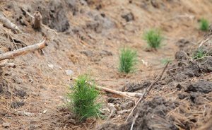 «День посадки леса» в Татарстане пройдет 25 апреля