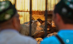 В Казани определили 17 площадок заклания жертвенных животных в дни Курбан-байрама