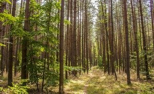 «Лес — мой старый добрый друг»: Минниханов выложил видеопоздравление с Днем лесника