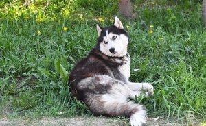 Исследование: в Казани владельцы собак выбирают активный отдых, любители кошек — пассивный