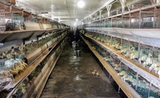 В ООО «Тимашевская птицефабрика» прекращено наблюдение