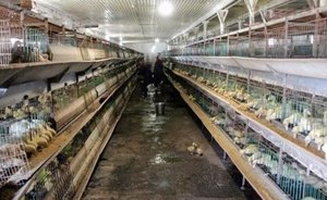 В ООО «Тимашевская птицефабрика» прекращено наблюдение