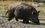 С начала года в Татарстане для предотвращения африканской чумы свиней было отстрелено 1,5 тысячи кабанов