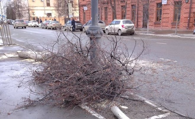 Власти Казани объяснили вырубку деревьев в центре города