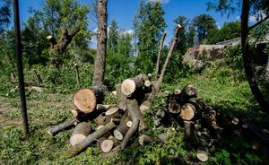 Исполком Челнов заплатит за озеленение города до 50 млн рублей