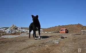 В центре Казани усилят контроль за бездомными собаками