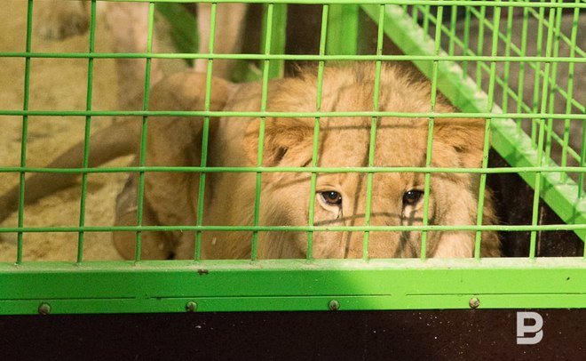 В Башкирии у передвижного зоопарка конфисковали животных из Красной книги