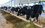Поголовье крупного рогатого скота в Татарстане продолжает сокращаться