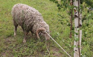 Призовой баран сбежал с Сабантуя в Зеленодольском районе