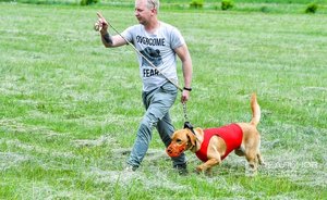 Кинолог рассказал, что собаки не воспринимают своих хозяев как друзей