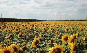 Ущерб от засухи и заморозков посевам 35 хозяйств Татарстана оценили в 155 млн рублей