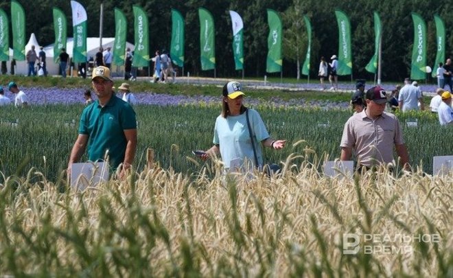 Из-за засухи производство зерна в Татарстане снизилось на 31%