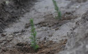 В Татарстане завершился весенний лесокультурный сезон