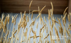 Россия временно запретила экспортировать твердую пшеницу