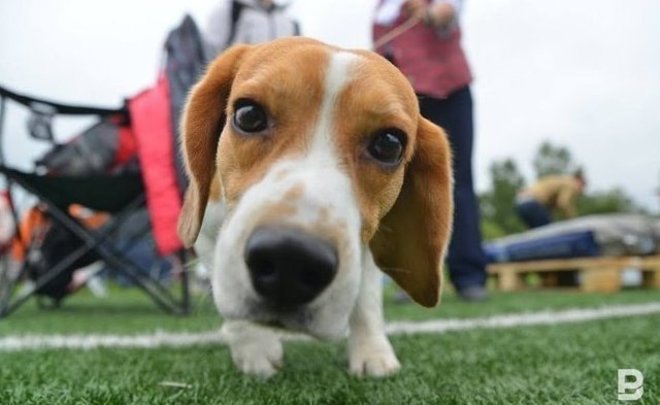 В России начали выпускать вакцину от коронавируса для животных